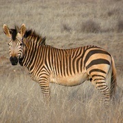 Z Is for Zebra