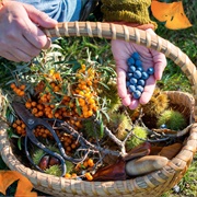 Subsist off the Land for a Week