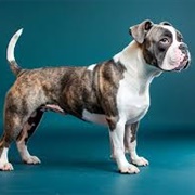 American Bulldog