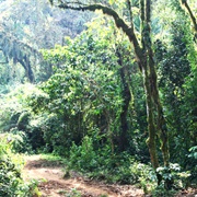 Kafa Biosphere Reserve, Ethiopia