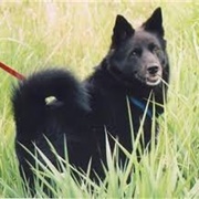 Black Norwegian Elkhound