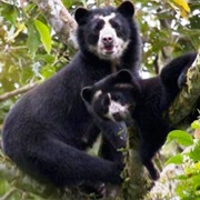 Choco Andino De Pichincha Biosphere Reserve, Ecuador