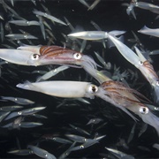 S1.E6: The High Seas