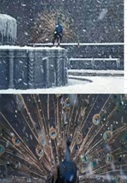 Peacock Spreading Tail Feathers in the Snow in Amarcord (1973)
