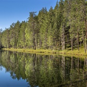 Metsola Biosphere Reserve, Russia