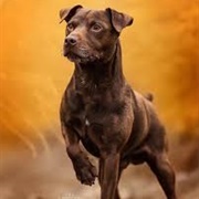 Patterdale Terrier