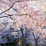 During the Sakura Festival