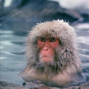 Ape in Water (Co Rentmeester)