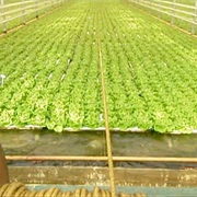 S2.E5: Hydroponic Lettuce/Construction Wood/Recycling/Fishing Flies