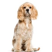 American Cocker Spaniel