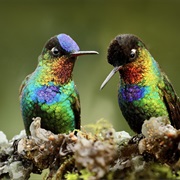Fiery-Throated Hummingbird