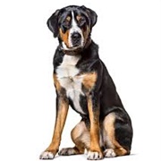 Greater Swiss Mountain Dog