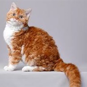 Selkirk Rex Cat