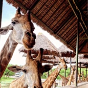 Feeding Girraffes and Other Animals