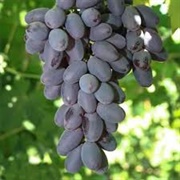 Sweet Joy Grapes
