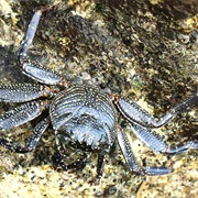 Thin Shelled Rock Crab