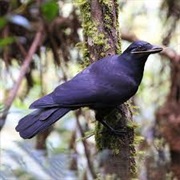 New Caledonian Crow