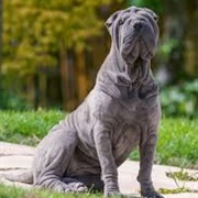 Shar-Pei