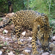 Sierra De Álamos Río Cuchujaqui Bio Reserve, Sonora, Mexico