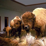 Museum of the Northern Great Plains