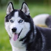 Alaskan Husky