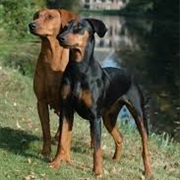 German Pinscher