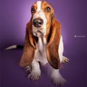 Basset Hound