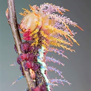 The Saturniidae Caterpillar