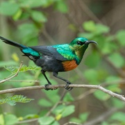 Black-Bellied Sunbird