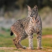 Iberian Lynx