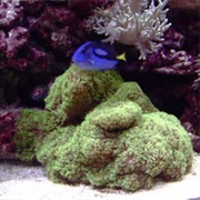 S19.E13: Space Pens, Reef Aquariums, Metal Caskets, Composite Bike Wheels