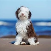 Spanish Water Dog