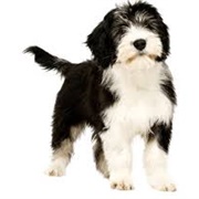 Polish Lowland Sheepdog