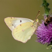 Pale Clouded Yellow
