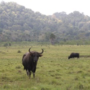 Alas Purwo National Park, East Java, Indonesia