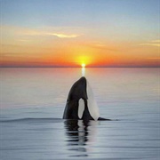 Orca Lines Up With Sunset