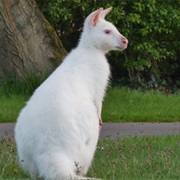 White Wallabies