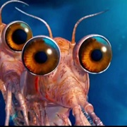 Bill the Krill