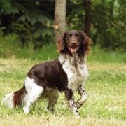 Small Munsterlander Dog
