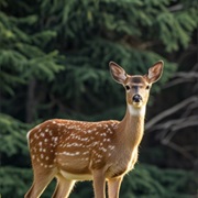 See a Deer in Nature