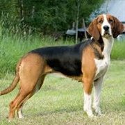 Finnish Hound Dog