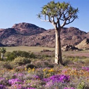 Goegap Nature Reserve, South Africa