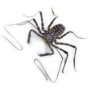 Amblypygid (Tailless Whip Scorpions)