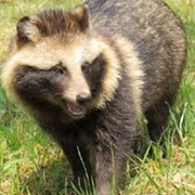 Racoon Dog