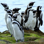 Patagonia Azul Biosphere Reserve, Argentina