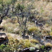Daan Viljoen Game Park