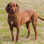 Redbone Coonhound