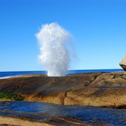 Blowhole