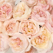 English Roses