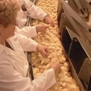 S3.E11: Radiators/Hatchery Chicks/Filo Pastry/Cross-Country Skis